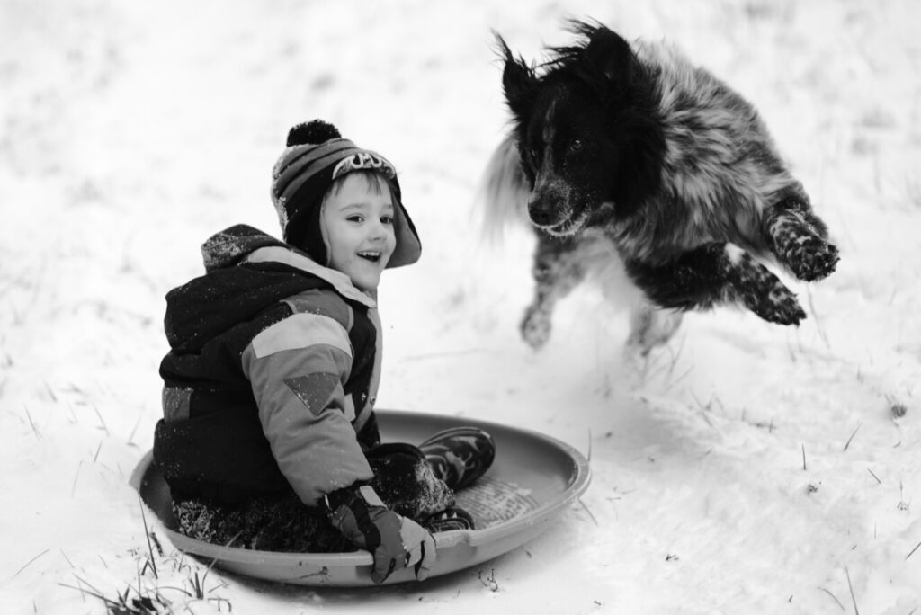 young boy sledding with border collie dog jumping beside him